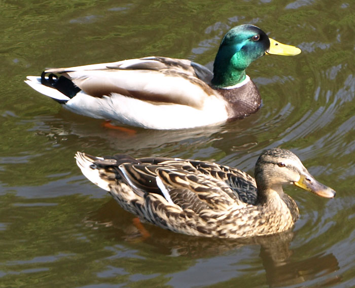 Stockente, Anas platyrhynchos